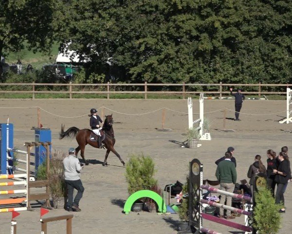 Reitturnier Scharnebeck 2024