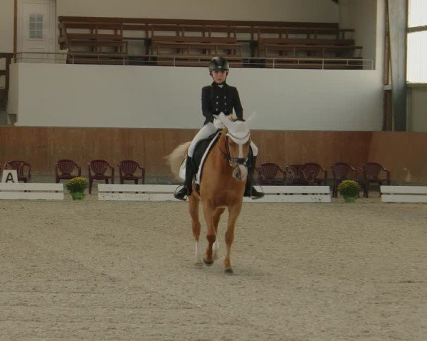 Reitturnier Frechen-Grefrath - Sonnenhof 2024