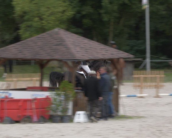 Reitturnier Pietzpuhl 2024