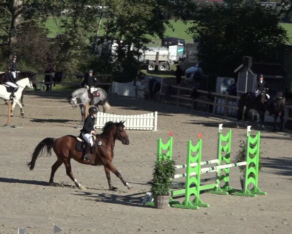 Reitturnier Scharnebeck 2024