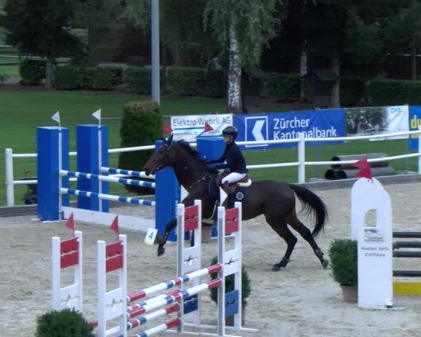 Reitturnier Dielsdorf 2024