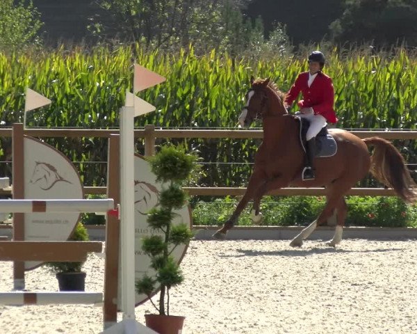 Reitturnier Felsberg 2021
