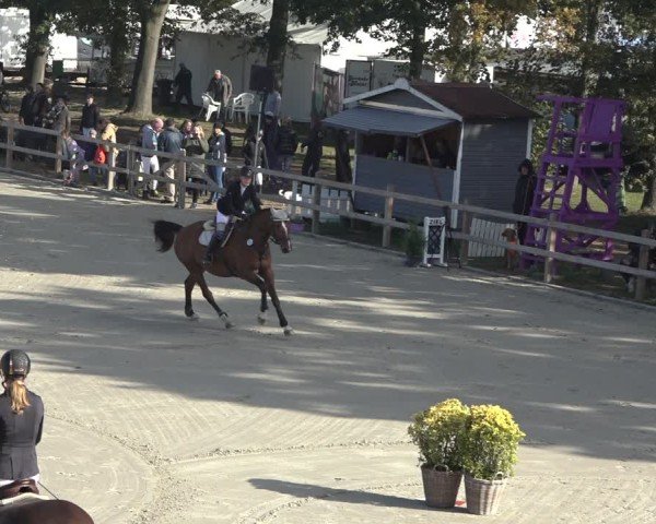 Reitturnier Scharnebeck 2024
