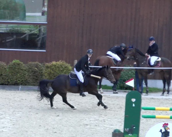 Reitturnier Dielsdorf 2024