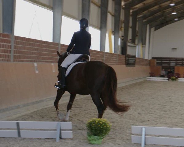 Reitturnier Frechen-Grefrath - Sonnenhof 2024
