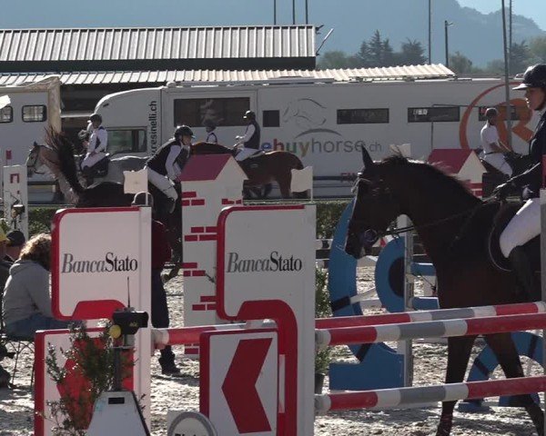 Reitturnier Giubiasco 2024