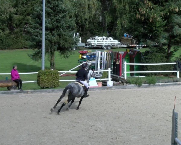 Reitturnier Dielsdorf 2024
