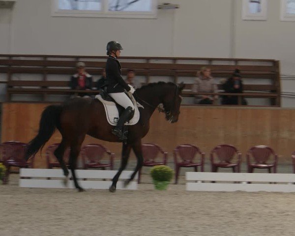 Reitturnier Frechen-Grefrath - Sonnenhof 2024