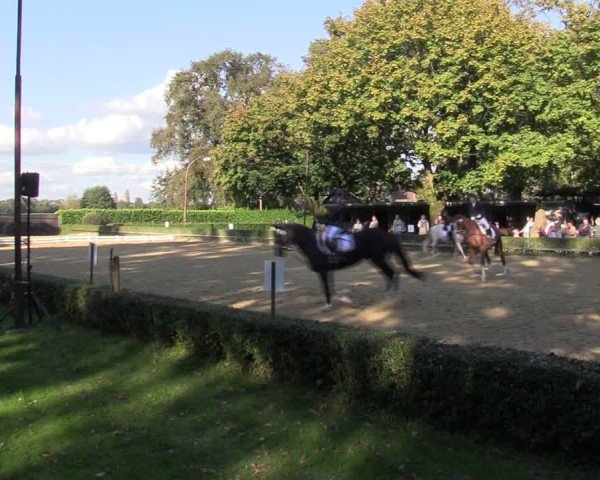 Reitturnier Bottrop-Kirchhellen 2024