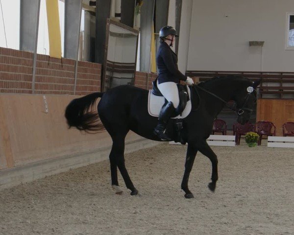 Jezdecký turnaj Frechen-Grefrath - Sonnenhof 2024