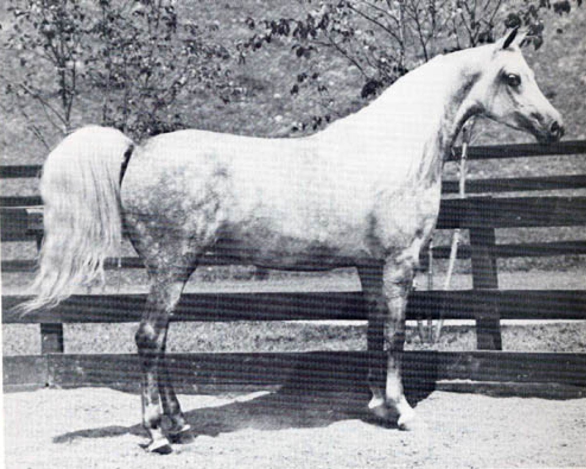 Zuchtstute Elkana ox (Vollblutaraber, 1969, von Aquinor 1951 ox)