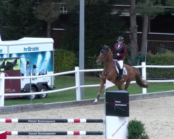 Reitturnier Dielsdorf 2024