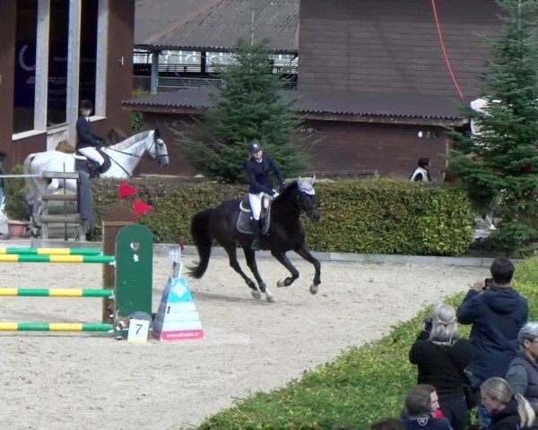 Reitturnier Dielsdorf 2024