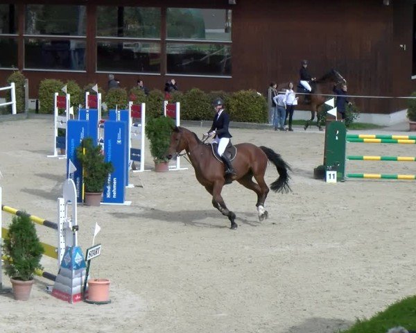 Reitturnier Dielsdorf 2024