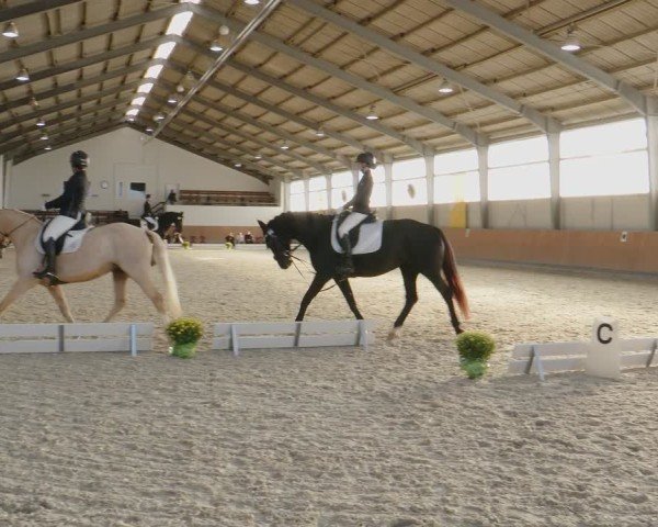 Reitturnier Frechen-Grefrath - Sonnenhof 2024