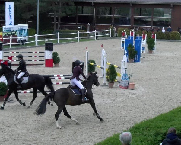 Reitturnier Dielsdorf 2024