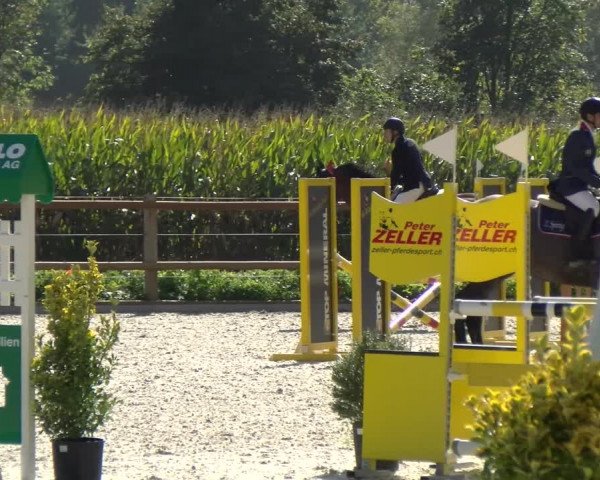 Reitturnier Felsberg 2021