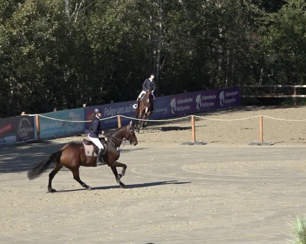 Reitturnier Scharnebeck 2024