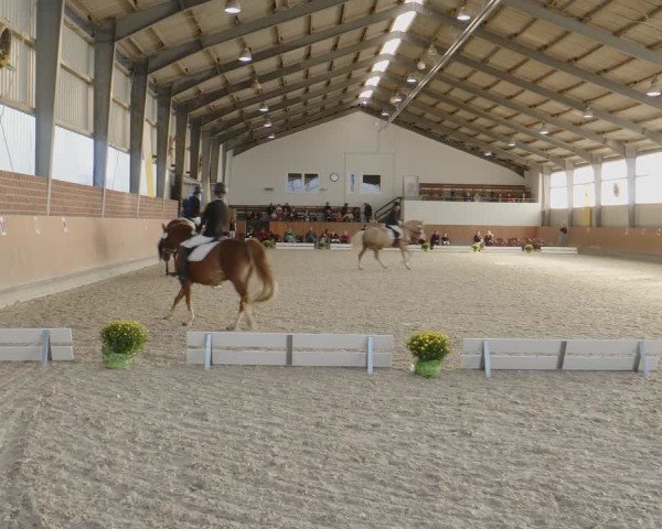 Reitturnier Frechen-Grefrath - Sonnenhof 2024