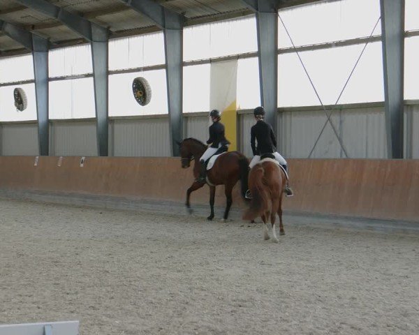 Reitturnier Frechen-Grefrath - Sonnenhof 2024