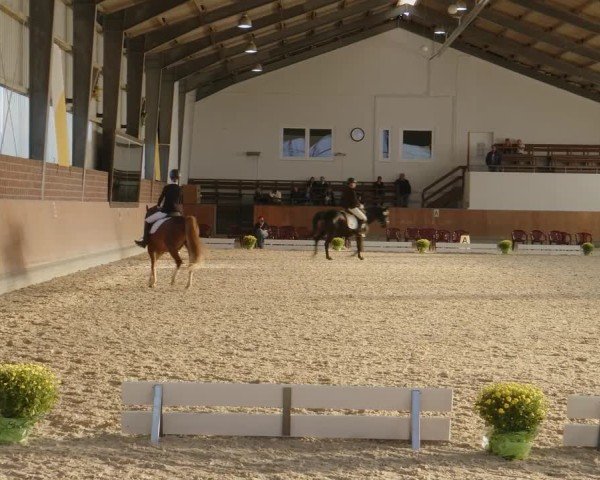 Reitturnier Frechen-Grefrath - Sonnenhof 2024