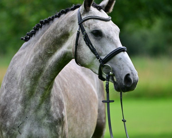 Springpferd Dellbrück H (Deutsches Sportpferd, 2020, von Del 'Arko d'Henvet)