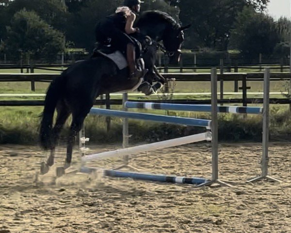 jumper Burberry M (Hanoverian, 2016, from Buckingham)