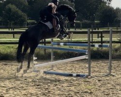 jumper Burberry M (Hanoverian, 2016, from Buckingham)