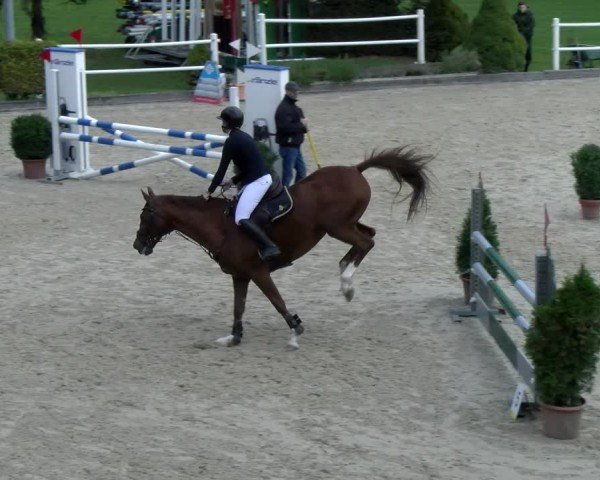 Reitturnier Dielsdorf 2024