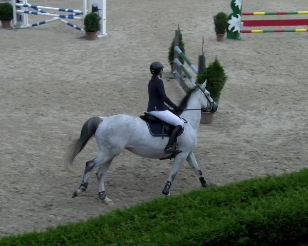 Reitturnier Dielsdorf 2024