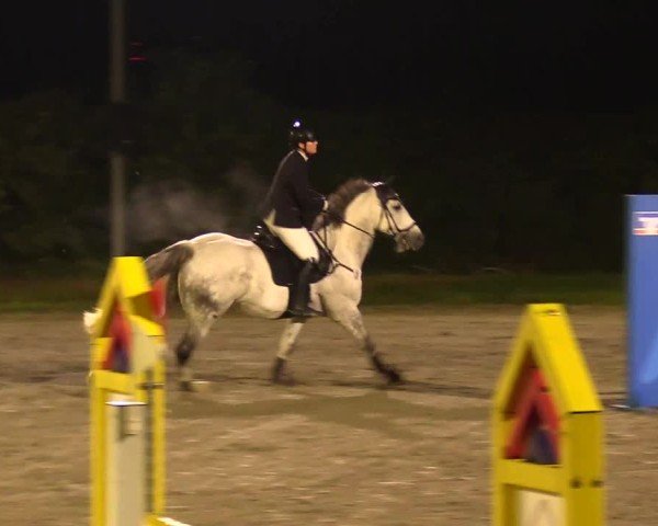 Reitturnier Risum-Lindholm 2024
