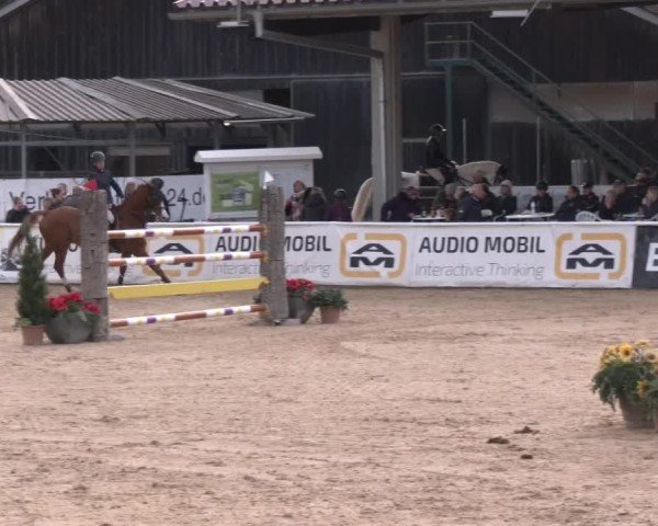Reitturnier Ranshofen - Braunau am Inn 2024