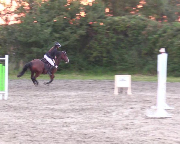 Reitturnier Risum-Lindholm 2024