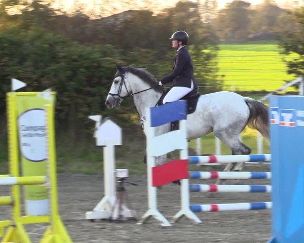 Reitturnier Risum-Lindholm 2024