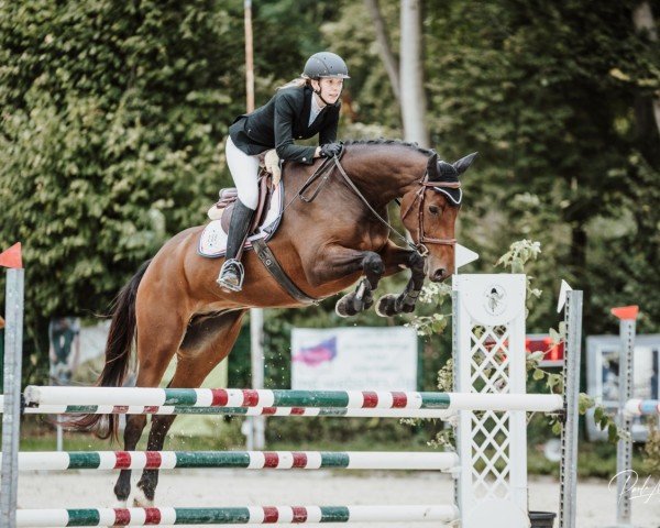 Springpferd Delicio Kado (Holsteiner, 2019, von Del 'Arko d'Henvet)