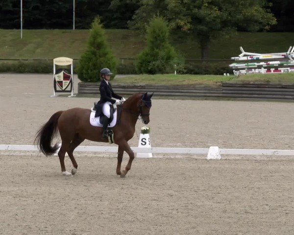 Reitturnier Tübingen 2024