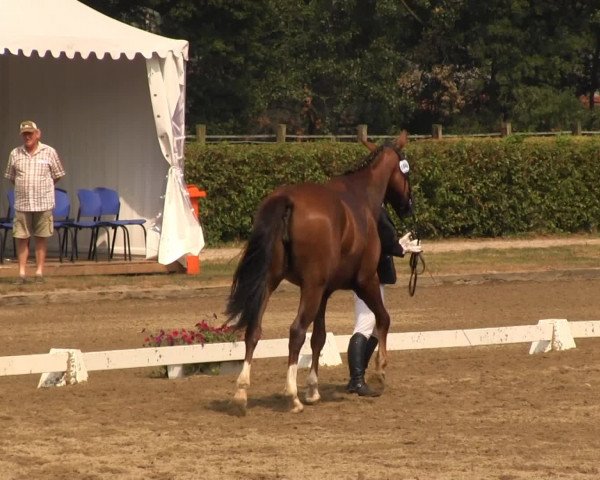 Equestrian Show Münster-Handorf 2013