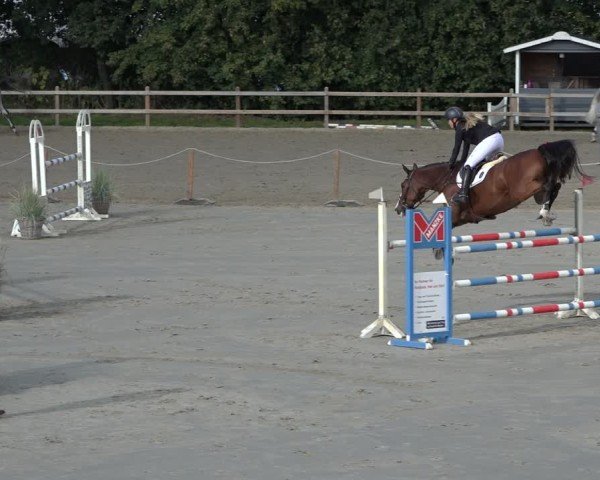Reitturnier Scharnebeck 2024