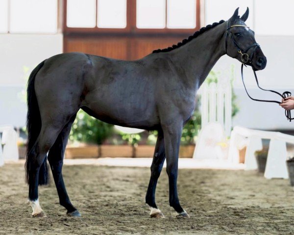 horse On Air (Holsteiner, 2021, from Origi D'o)