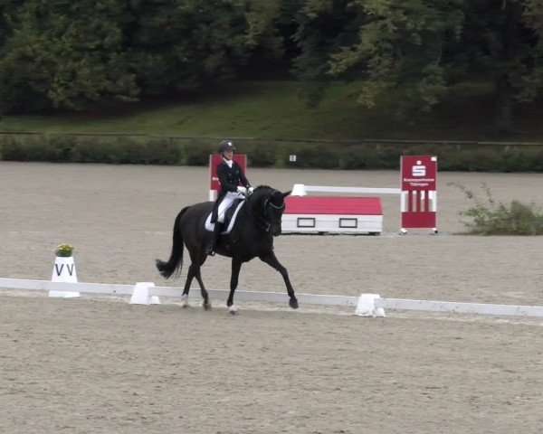 Reitturnier Tübingen 2024