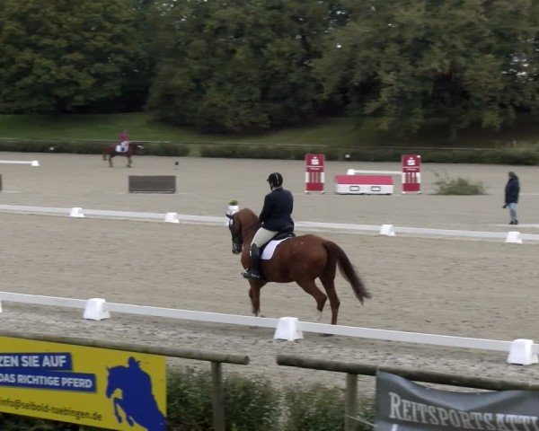 Reitturnier Tübingen 2024