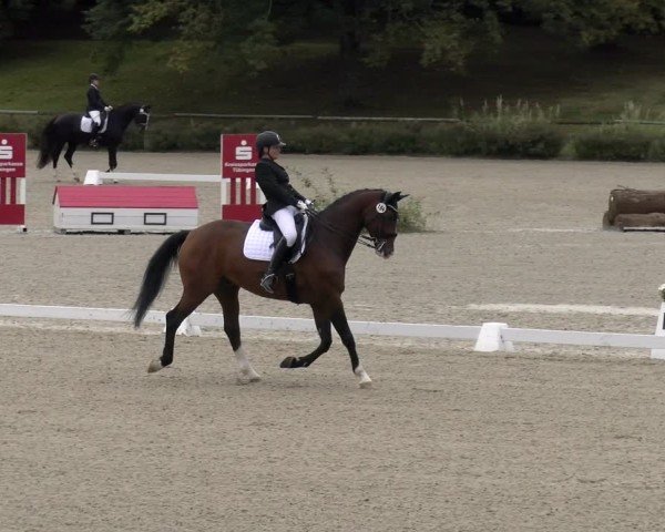 Reitturnier Tübingen 2024
