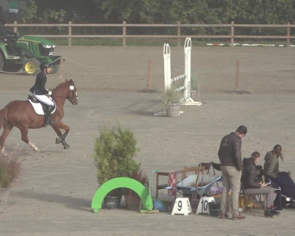 Reitturnier Scharnebeck 2024