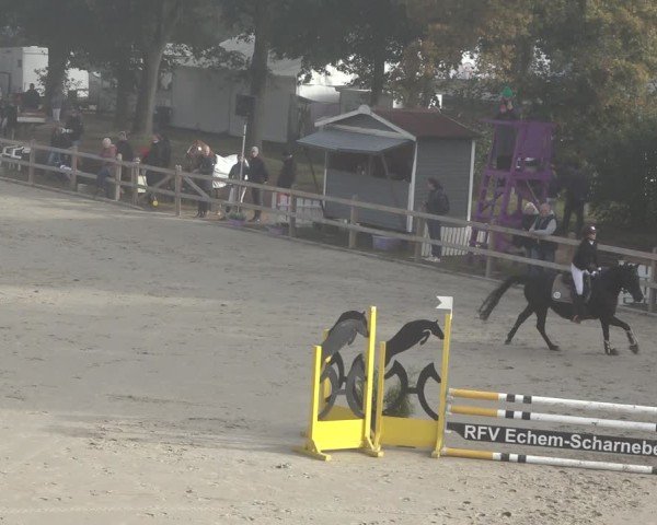 Reitturnier Scharnebeck 2024