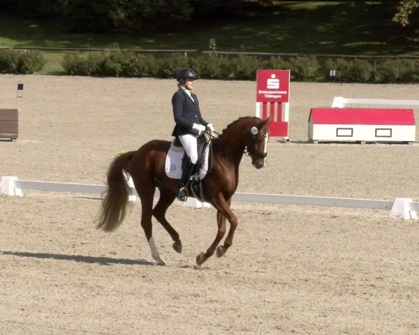 Reitturnier Tübingen 2024