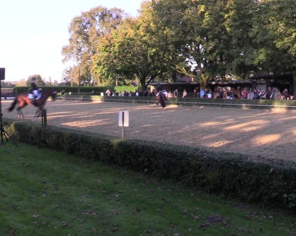 Reitturnier Bottrop-Kirchhellen 2024