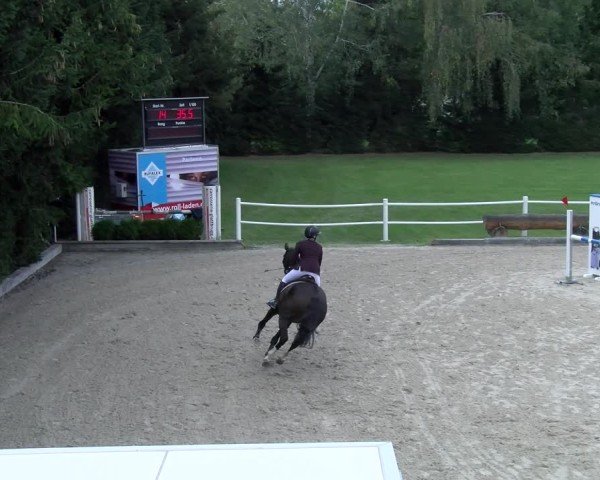 Reitturnier Dielsdorf 2024