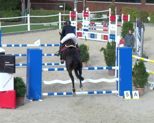 Reitturnier Dielsdorf 2024