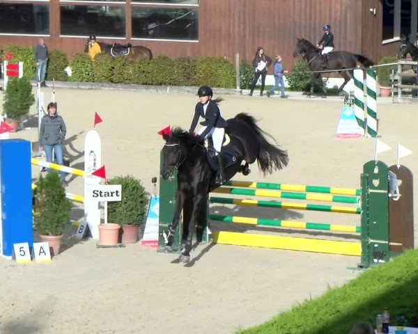 Reitturnier Dielsdorf 2024