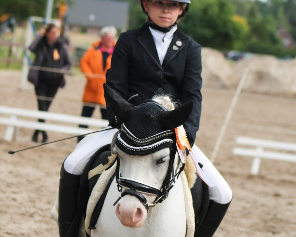 dressage horse Ivy (Welsh, 2014)